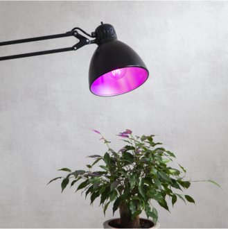 LED-Lampe E27 A60 Plant Light