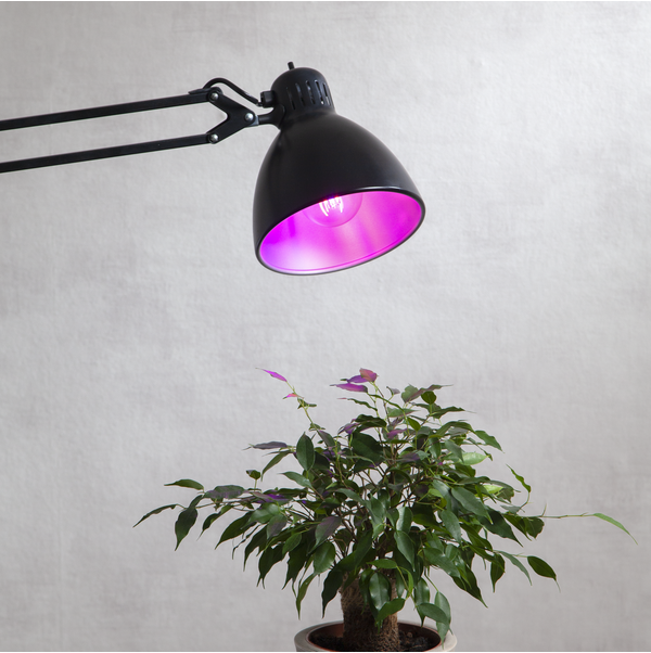LED-Lampe E27 A60 Plant Light