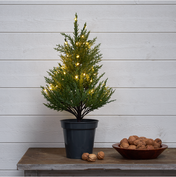 Dekorationsbaum Thuja