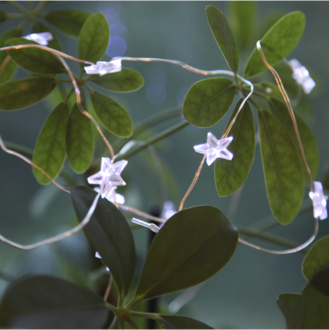 Lichterkette Stars