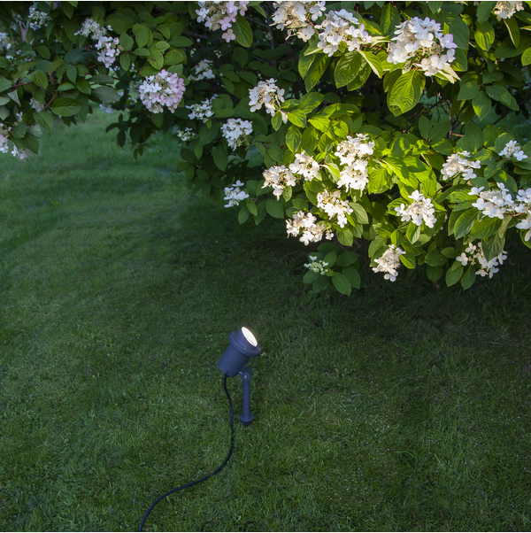 Spotlight Focus
