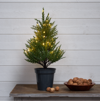 Dekorationsbaum Thuja