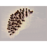 465-08-8_PB_001.png