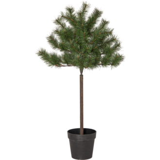 Weihnachtsbaum Tallis