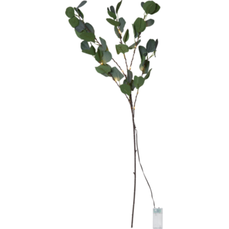 Dekorationszweig Eucalyptus