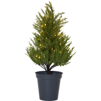 Dekorationsbaum Thuja