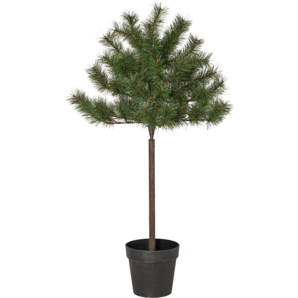 Weihnachtsbaum Tallis