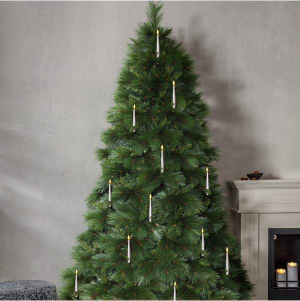 Weihnachtsbaum Cembra